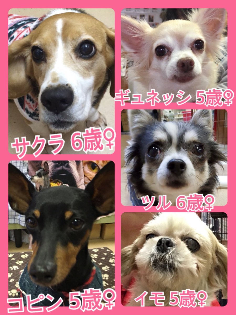 🐾今日の里親様募集中ワンコ🐶メンバーです🐾2019,12,1
